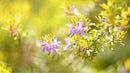 Canon Prime Lenses F3.5 L