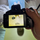 Canon Compact Digital Cameras Powershot S5 Is