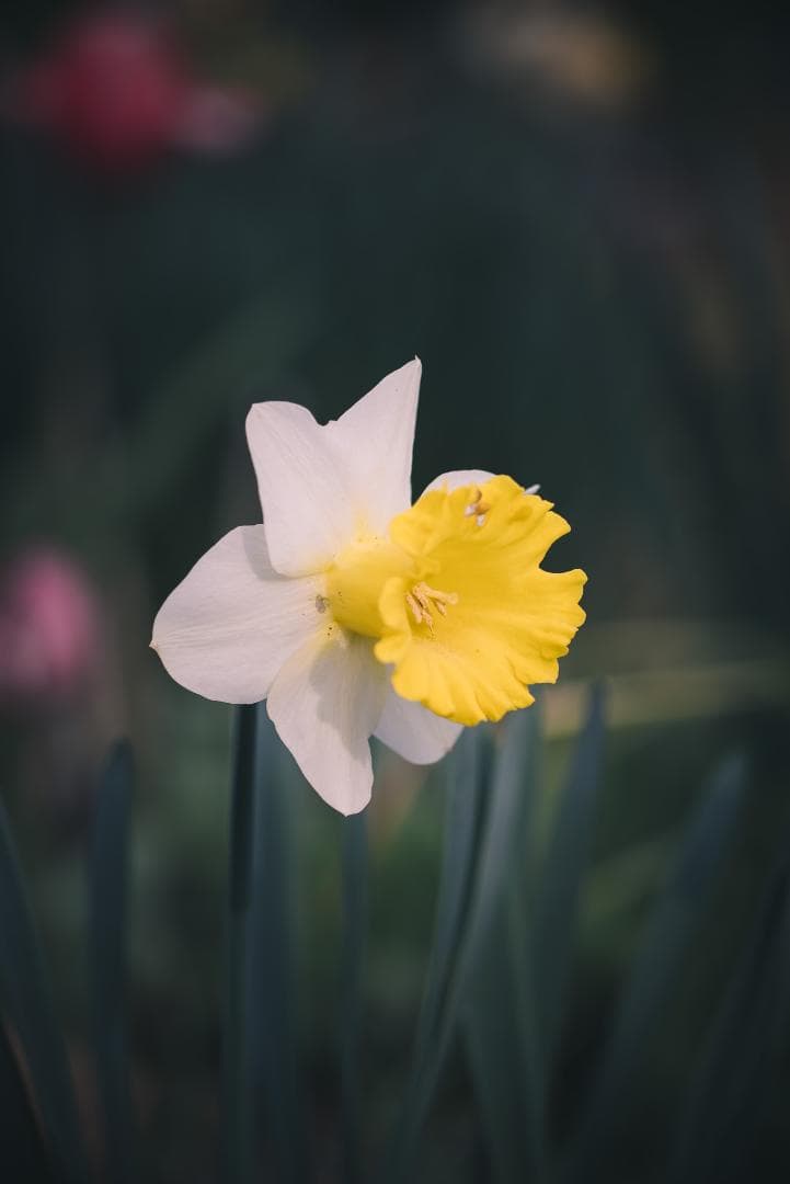 Leica Prime Lenses Elmar F4