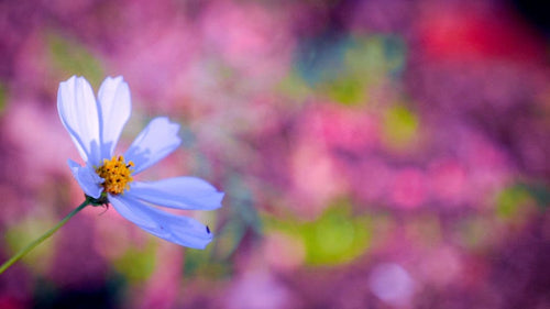Nikon Digital Slrs D3+ 28-300Mmf3.5-6.3Xr