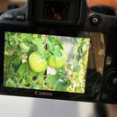 Canon Digital Slrs Eos Kiss X7