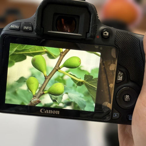 Canon Digital Slrs Eos Kiss X7
