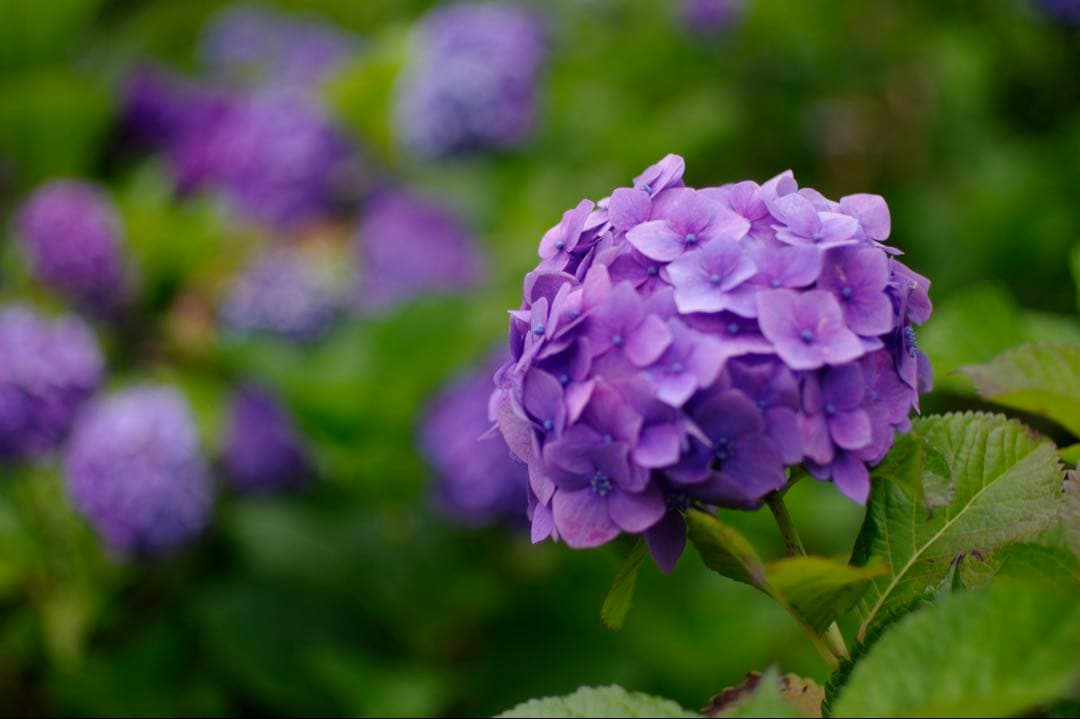 Pentax Digital Slrs K20D