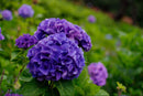 Pentax Digital Slrs K20D