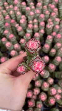 Other Succulents 128 X1005