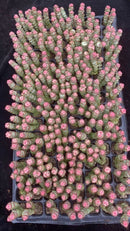 Other Succulents 128 X1005