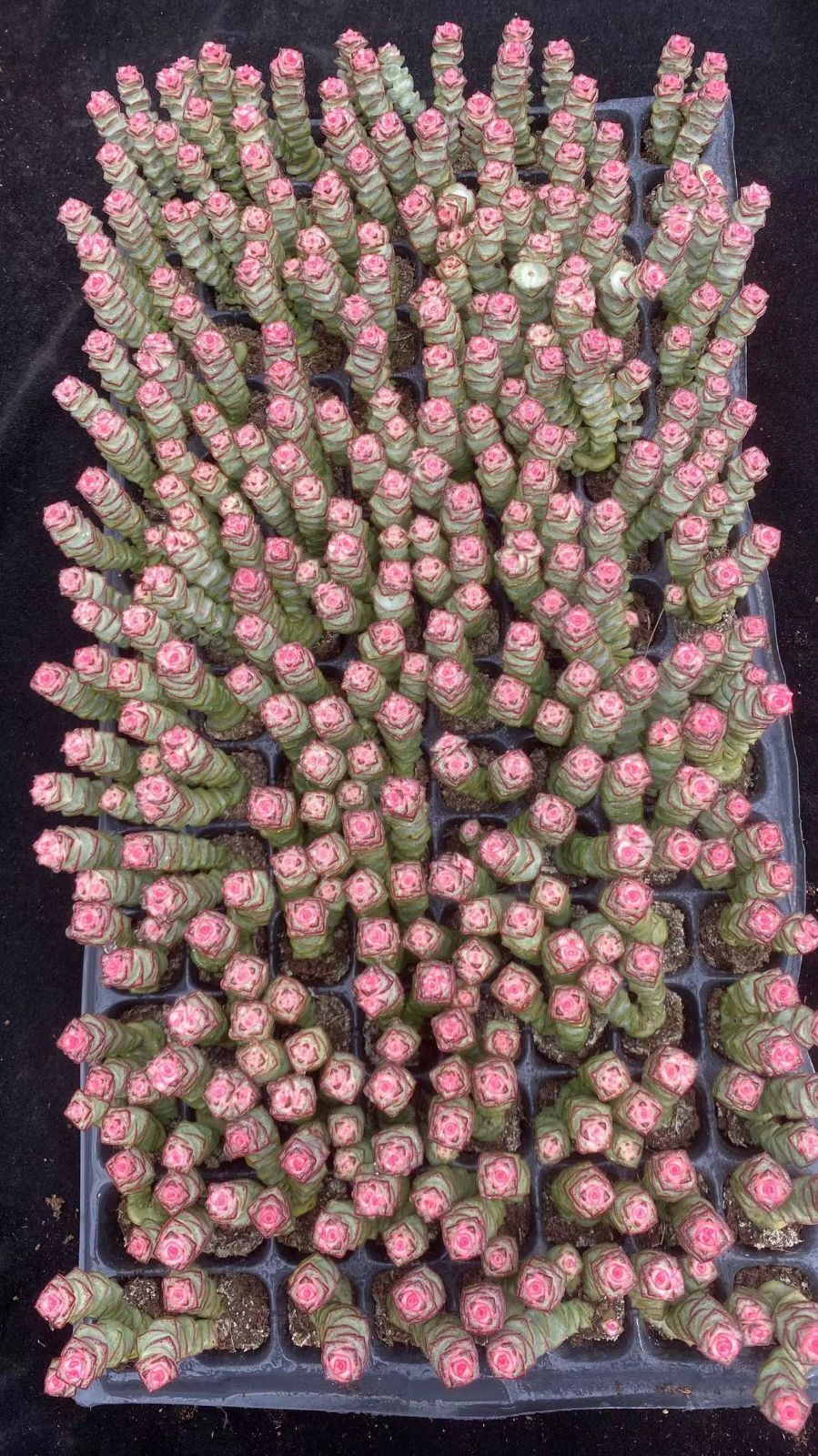 Other Succulents 128 X1005