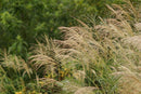 Lens (Single Focus) Pentax Smc Pentax67 300Mmf4 Mpr