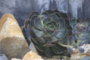 Canon Lens (Zoom) Ef75-300Mm F4-5.6 Ii Usm