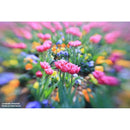 Lensbaby Others X Sweet 22 F3.5