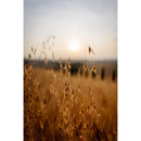 Sigma Others Sl/Tl Art F1.4 Dg Dn