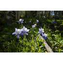 Sigma Others Sl/Tl Art F1.4 Dg Dn