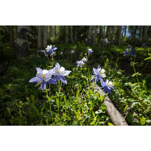 Sigma Others Sl/Tl Art F1.4 Dg Dn