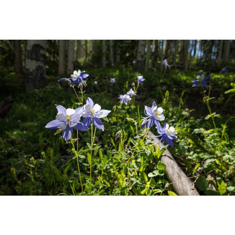 Sigma Others Sl/Tl Art F1.4 Dg Dn