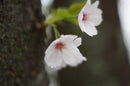 Pentax Prime Lenses Super Takumar F1.8 2X