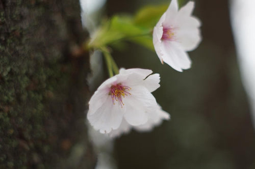 Pentax Prime Lenses Super Takumar F1.8 2X