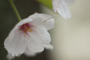 Pentax Prime Lenses Super Takumar F1.8 2X