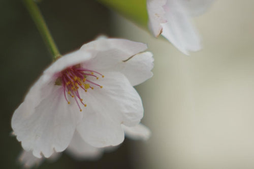 Pentax Prime Lenses Super Takumar F1.8 2X
