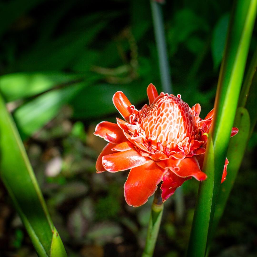 Canon Prime Lenses Ef F/1.2L Usm Kenko
