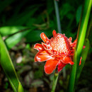 Canon Prime Lenses Ef F/1.2L Usm Kenko