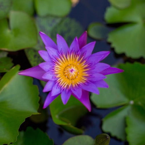 Canon Prime Lenses Ef F/1.2L Usm Kenko