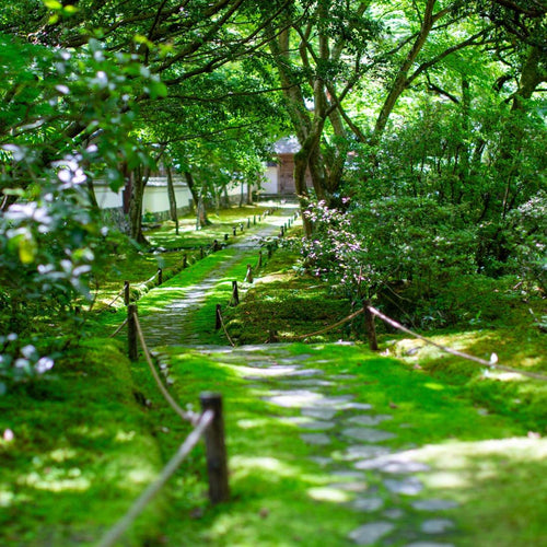 Canon Prime Lenses Ef F/1.2L Usm Kenko