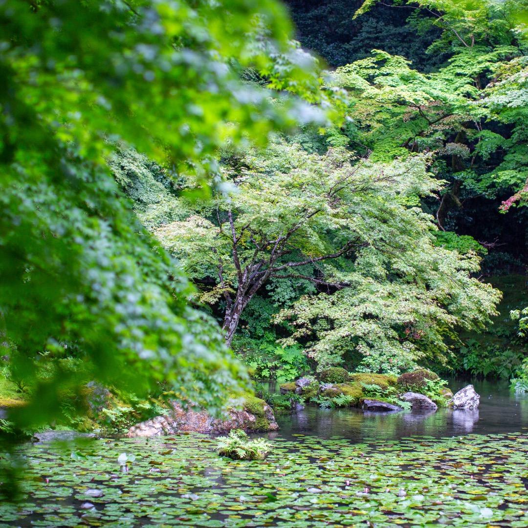Canon Prime Lenses Ef F/1.2L Usm Kenko