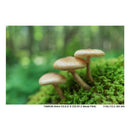 Tamron Others E F/2.8 Di Iii Osd M1 2 (Model F050)
