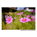 Tamron Others E F/2.8 Di Iii Osd M1 2 (Model F050)