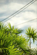 Leica Lens (Single Focus) F2.0