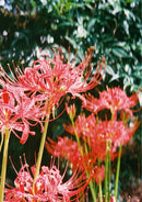 Fujifilm Compact Camera (Film) Natura Classica