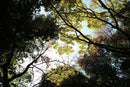 Prime Lenses M F1.1