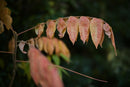 Prime Lenses M F1.1