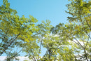 Prime Lenses M F1.1