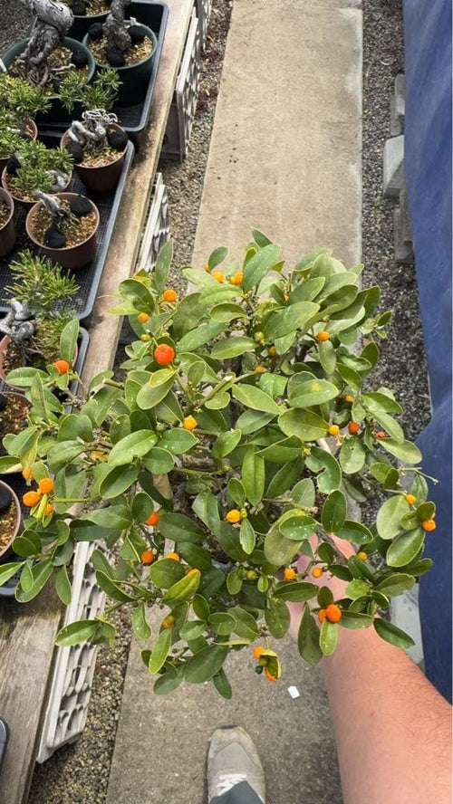 Bonsai