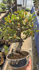 Bonsai