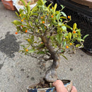 Bonsai