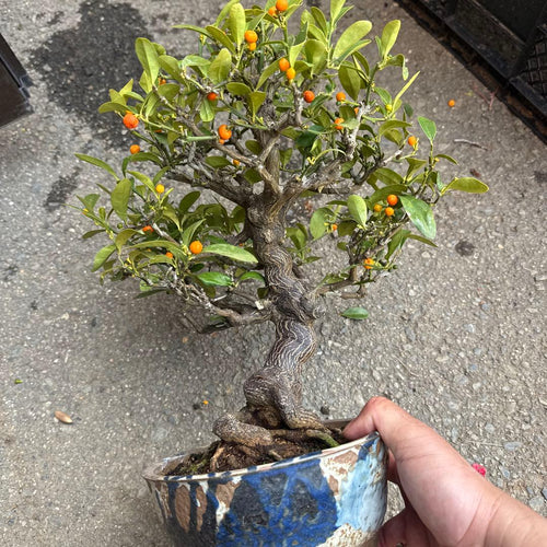 Bonsai