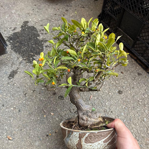 Bonsai