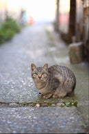 Lens (Single Focus) Canon F1.8