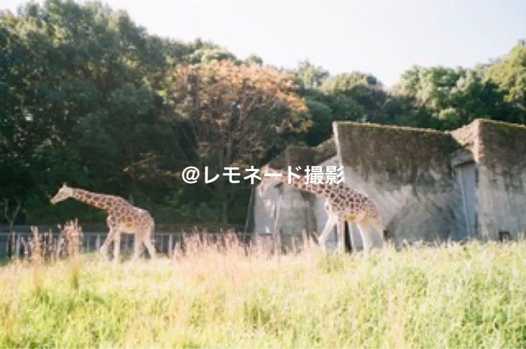 Fujifilm Compact Camera (Film) Natura Classica
