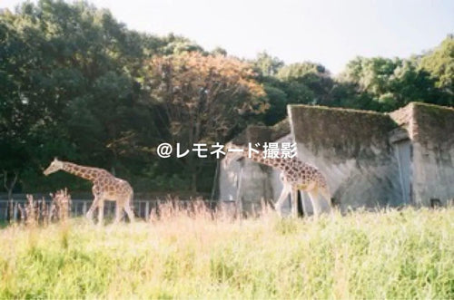 Fujifilm Compact Camera (Film) Natura Classica