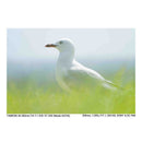 Tamron Others E 28-300Mm F4-7.1 Di Iii Vc Vxd/Model A074S