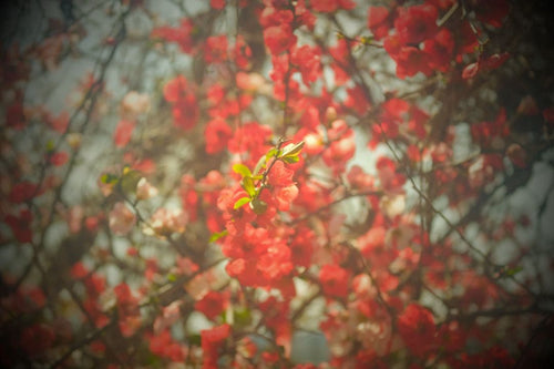 Contax Prime Lenses Makro-Planar T* F/2.8