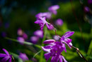 Ttartisan Prime Lenses Af 1.8/35