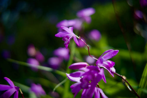 Ttartisan Prime Lenses Af 1.8/35