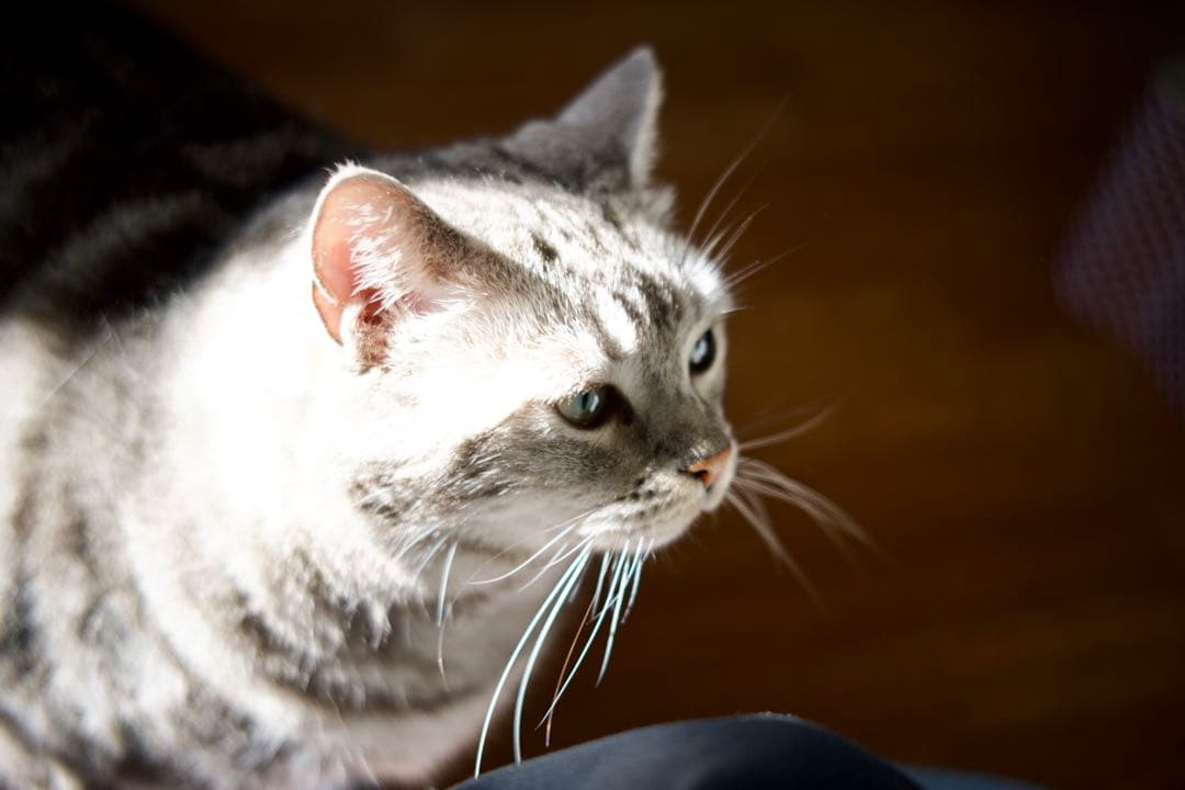 Ttartisan Prime Lenses Af 1.8/35