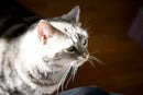 Ttartisan Prime Lenses Af 1.8/35
