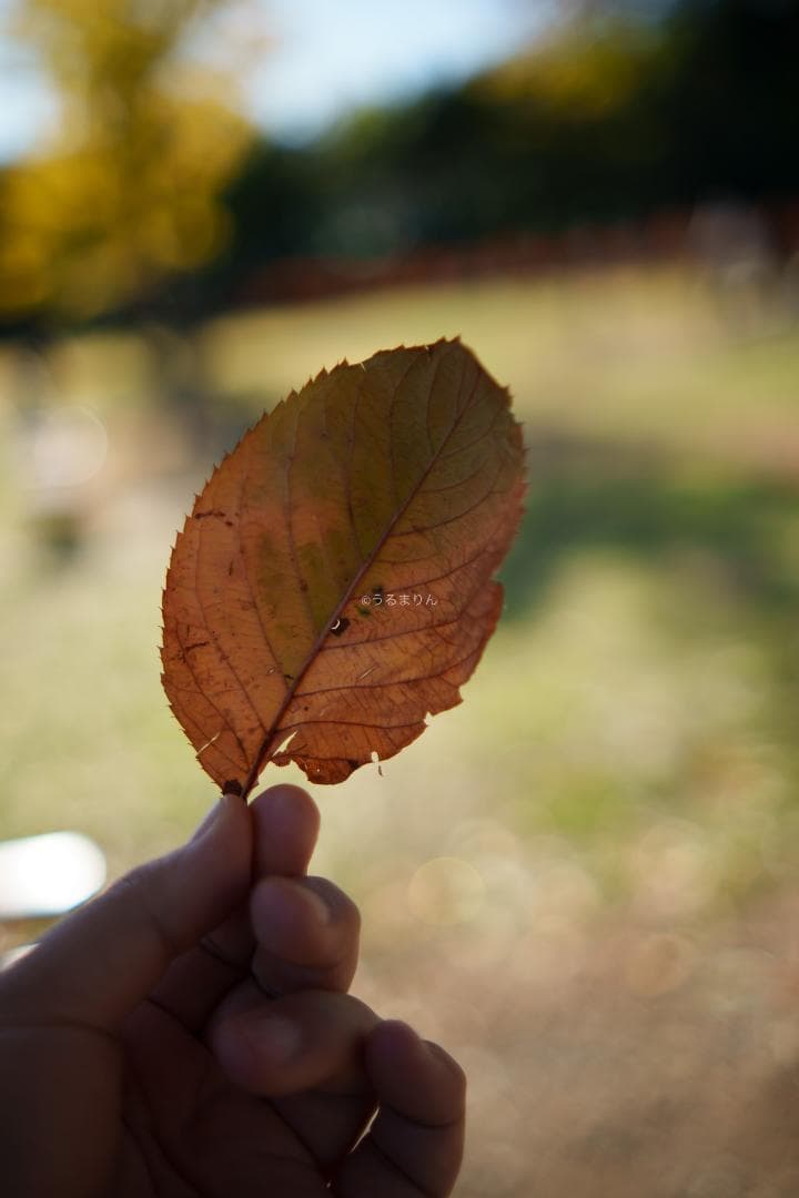 Sirui Prime Lenses Suniper F1.2 Asp-C Af