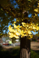 Sirui Prime Lenses Suniper F1.2 Asp-C Af